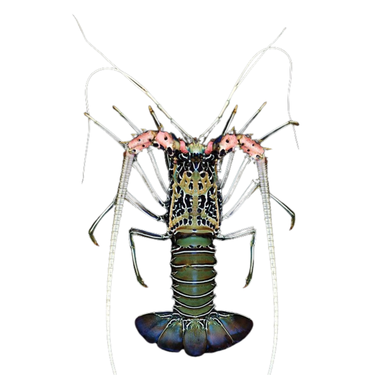 Scaloped Spiny Lobster